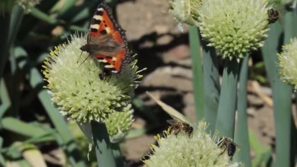 Kelebek ve bal arıları nektar alıp bir bitkiyi döllüyor. — Stok video