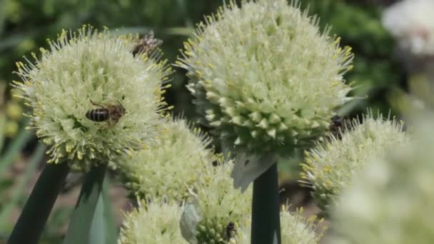 Miele di api raccolta di nettare e polline — Video Stock