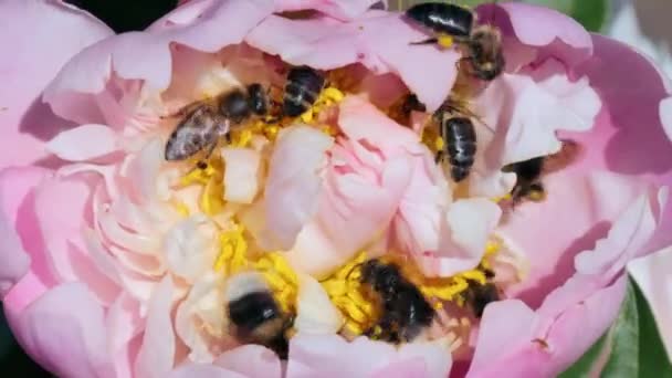 Abeilles mellifères et bourdons ramassant nectar et pollen en fleur — Video