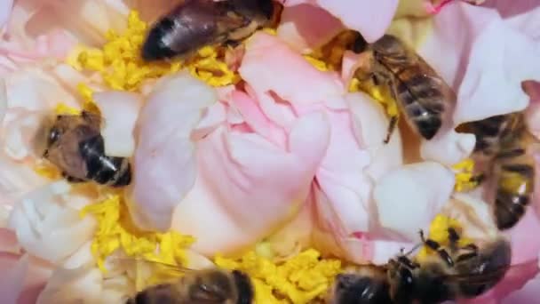 Abejas melíferas y abejorros recolectando néctar y polen en flor — Vídeos de Stock
