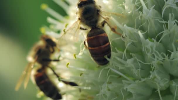 Abejas de miel recolectando néctar y polen — Vídeo de stock