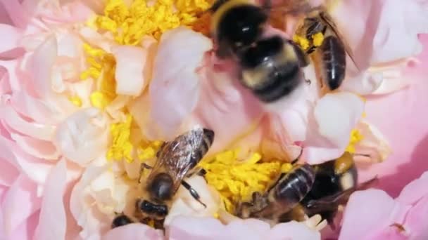 Abejas melíferas y abejorros recolectando néctar y polen en flor — Vídeo de stock