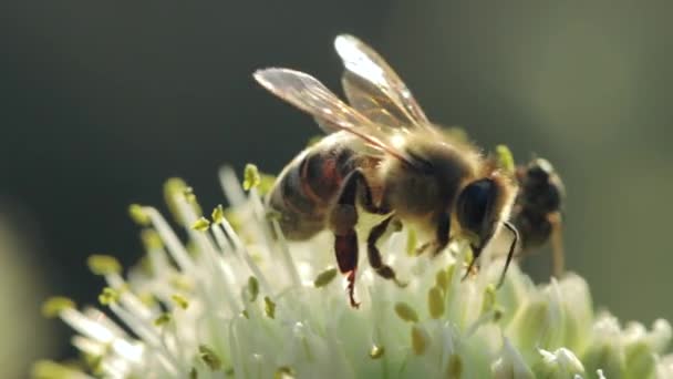 Honey bee collecting nectar and pollen — Stock Video