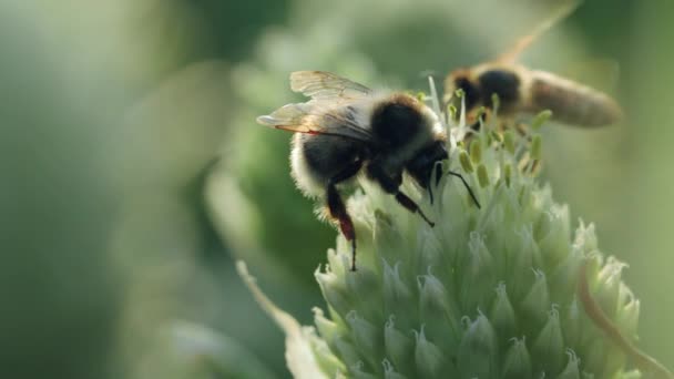 Méhecske és poszméh nektárt és virágport gyűjt — Stock videók