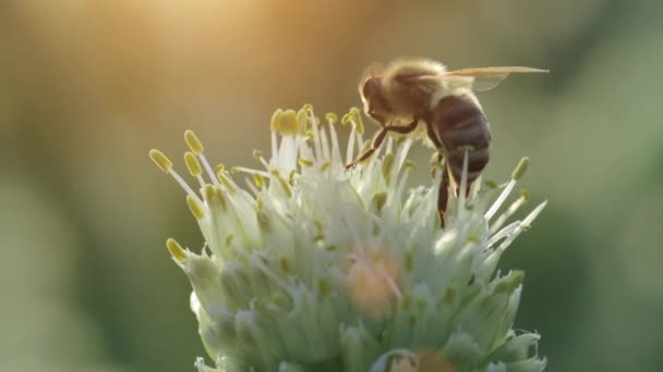 Abeja recolectora de néctar y polen — Vídeos de Stock