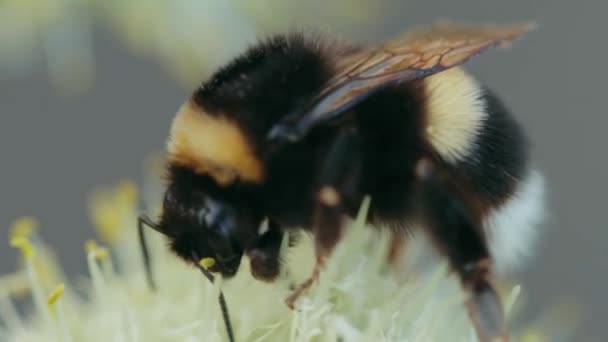 Abejorro recolectando néctar y polen — Vídeos de Stock