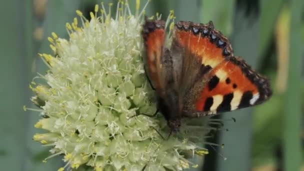Метелик бере нектар і запилює рослину — стокове відео