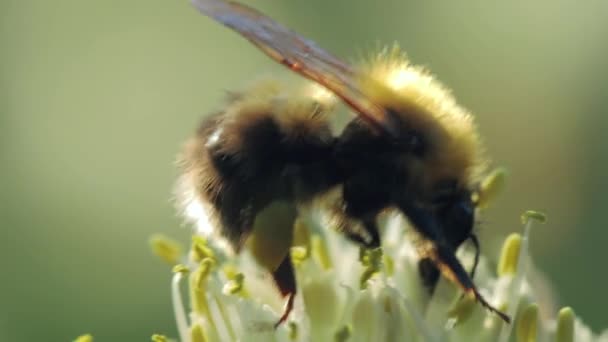 Bumblebee raccolta di nettare e polline — Video Stock