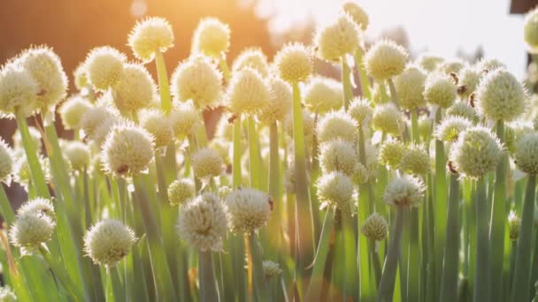 Honigbienen sammeln Nektar und Pollen — Stockvideo