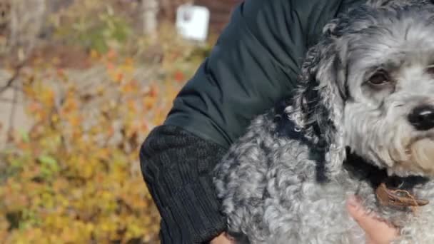 Женщина держит свою собаку на руках — стоковое видео