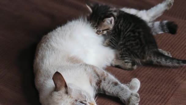 Madre gato con su gatito — Vídeo de stock