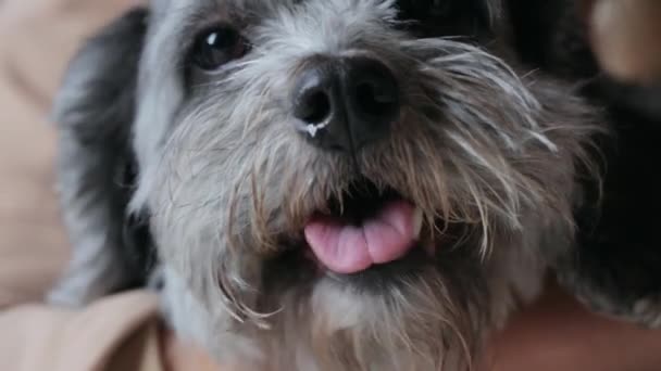 Detailní záběr na cockapoo psa — Stock video