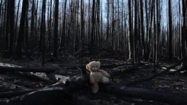 Yanmış ormanda oyuncak ayı