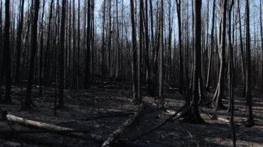 Yazın orman yangınında yanmış orman