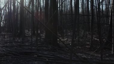 Yazın orman yangınında yanmış orman