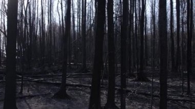 Yazın orman yangınında yanmış orman