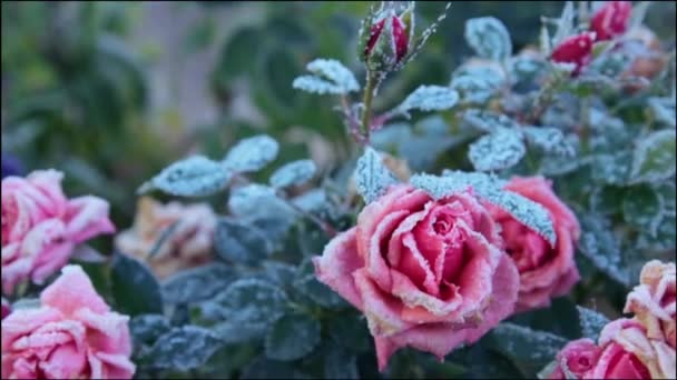 First frost in the garden — Vídeo de Stock