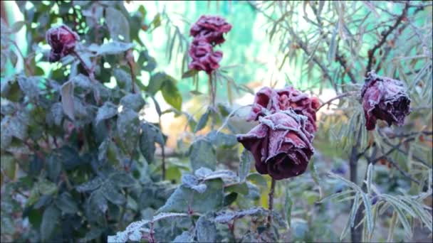 花园的第一场霜冻 — 图库视频影像