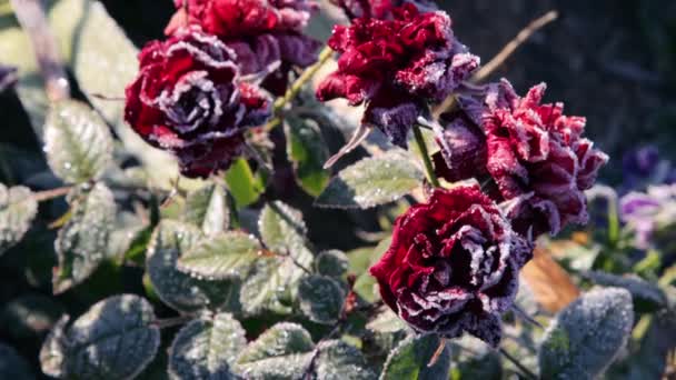 First frost in the garden — Stock Video