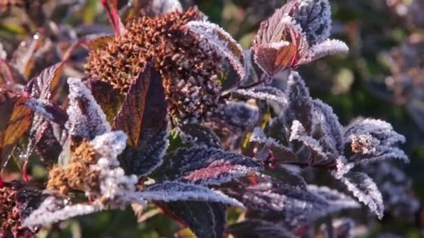 First frost in the garden — Vídeo de Stock