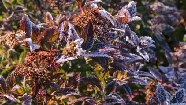 花园的第一场霜冻 — 图库视频影像