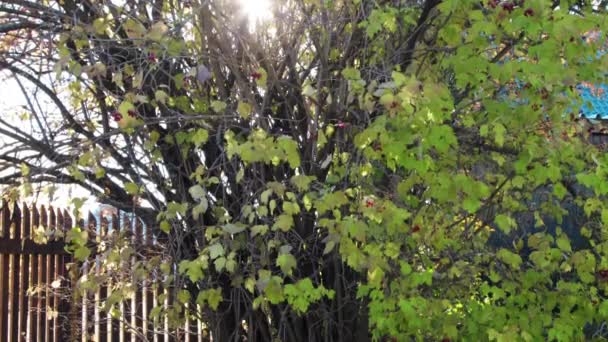 Vue de la chute des feuilles dans le jardin — Video