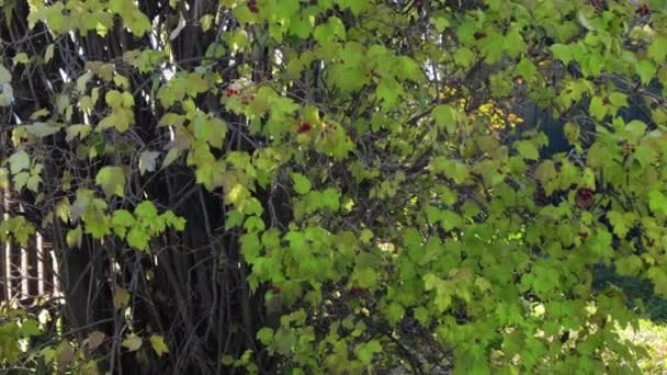 Tiro de caída de hojas en el jardín — Vídeos de Stock