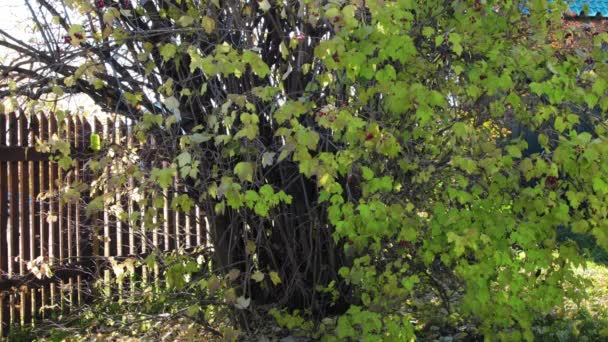 Знімок листя падає в саду — стокове відео
