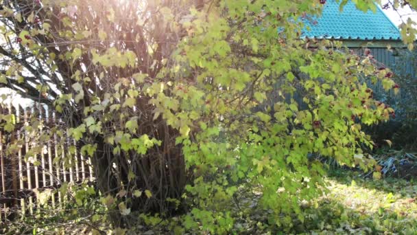 Skott av löv faller i trädgården — Stockvideo