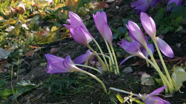 Цветы осеннего крокуса крупным планом — стоковое видео