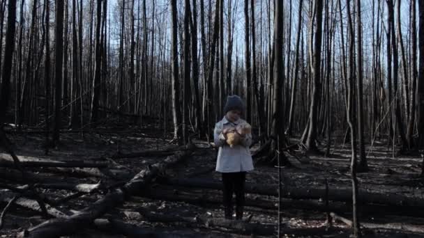 Kleines Mädchen mit Teddybär im verbrannten Wald — Stockvideo