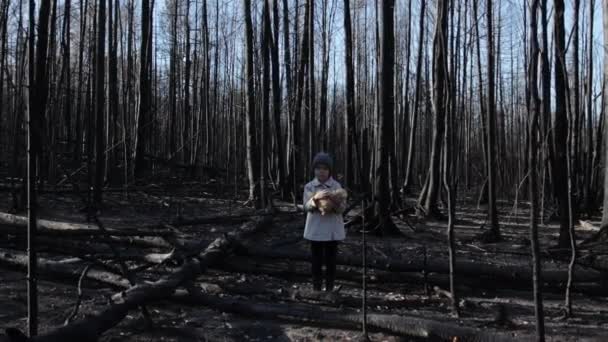 Kleines Mädchen mit Teddybär im verbrannten Wald — Stockvideo