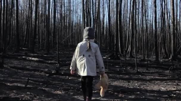 Little girl with teddy bear in burnt forest — Stockvideo
