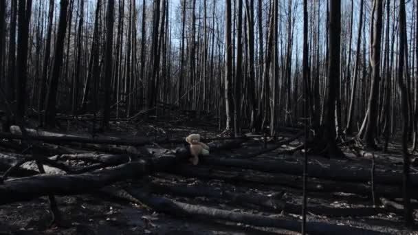 Teddy bear in burnt forest — Stock Video