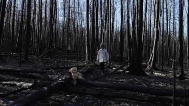 Kleines Mädchen mit Teddybär im verbrannten Wald — Stockvideo