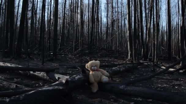 Teddy bear in burnt forest — Stockvideo