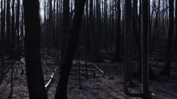 Burnt forest in summer forest fire — Stock Video