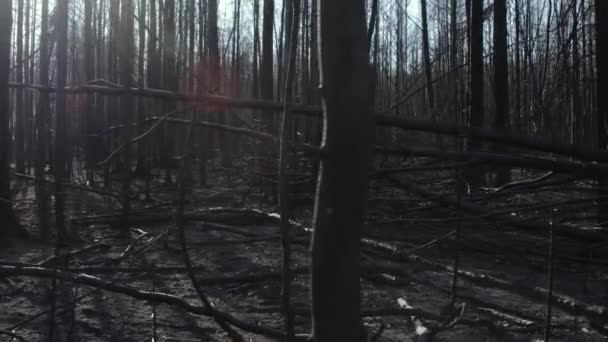 Foresta bruciata in estate incendi boschivi — Video Stock