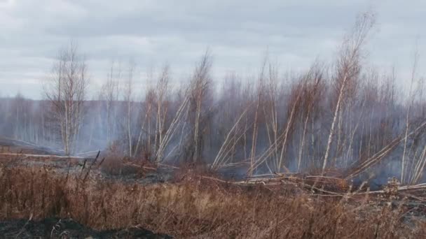 A shot of peat bog fire — Vídeo de Stock