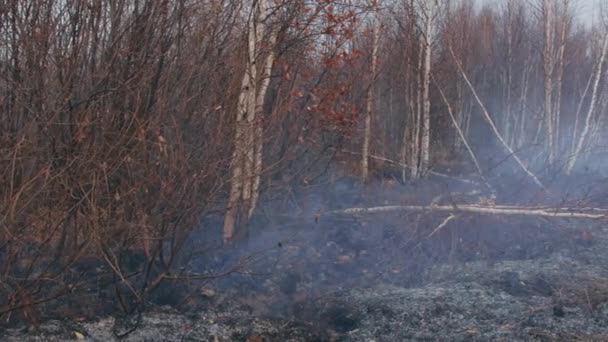 A shot of peat bog fire — Video Stock