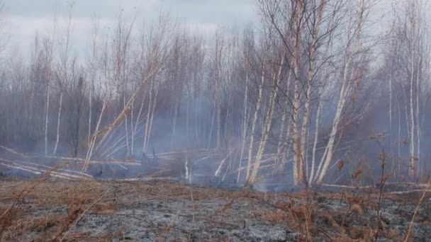 泥炭の袋の火のショット — ストック動画
