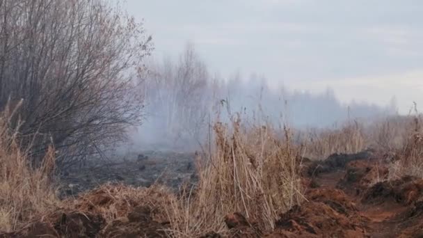 A shot of peat bog fire — 图库视频影像