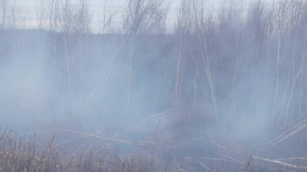 A shot of peat bog fire — 图库视频影像