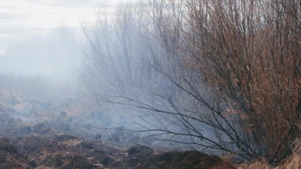 A shot of peat bog fire — 图库视频影像