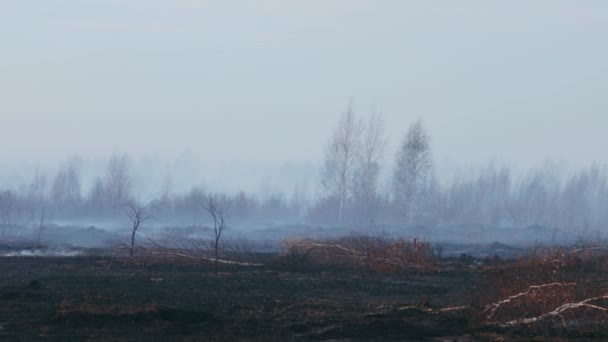 Φωτιά σε τυρφώνα. — Αρχείο Βίντεο