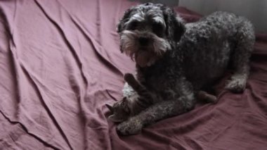 Kedi yavrusuyla oynayan bir köpek.
