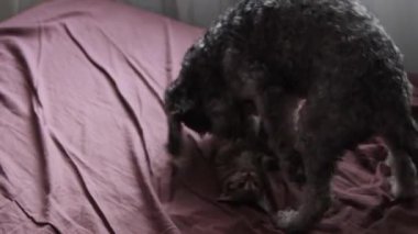 Kedi yavrusuyla oynayan bir köpek.