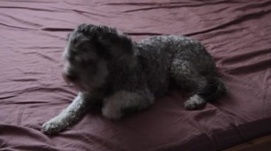 Yatağın üstünde bir kakao köpeği