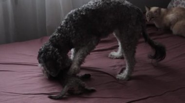 Kedi yavrusuyla oynayan bir köpek.