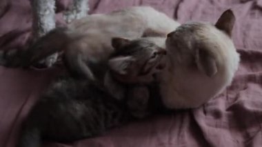 Yavru kedisiyle oynayan anne bir kedi.
